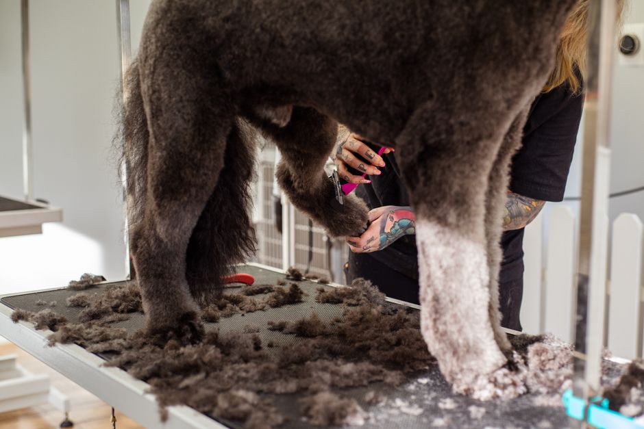 ilustrace: grooming salon